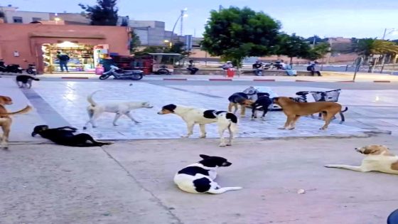كلاب ضالة تغزو شوارع اليوسفية والأماكن العمومية والحدائق وتُرعب المواطنين ومجلس الجماعة خارج التغطية.